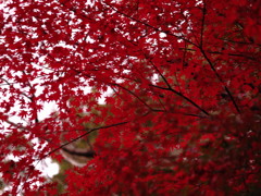 限りなく紅