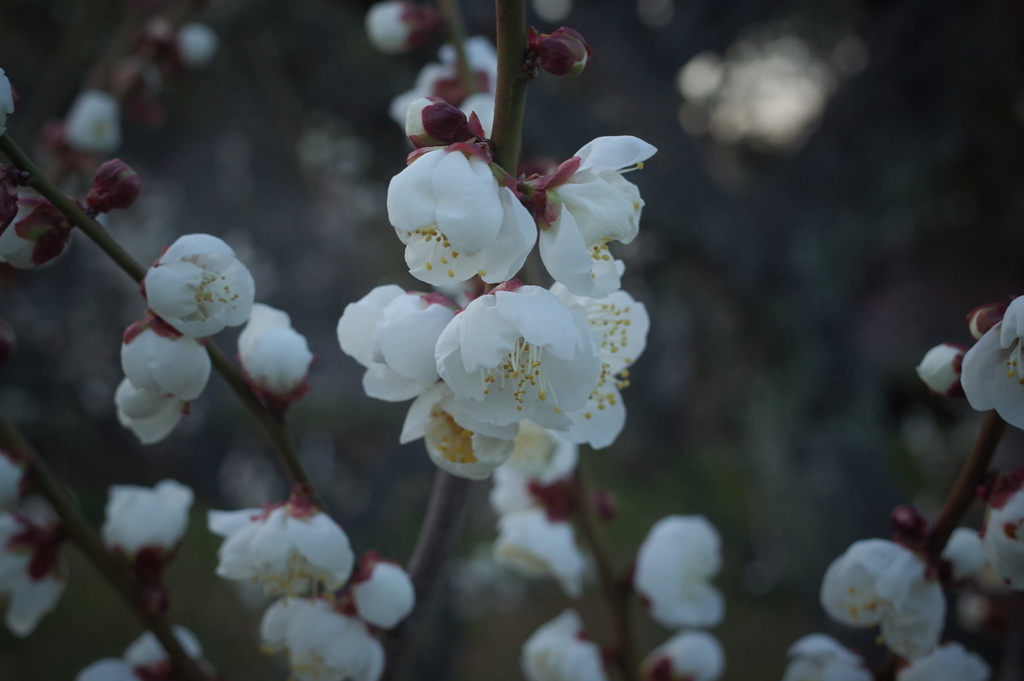 花弁の光