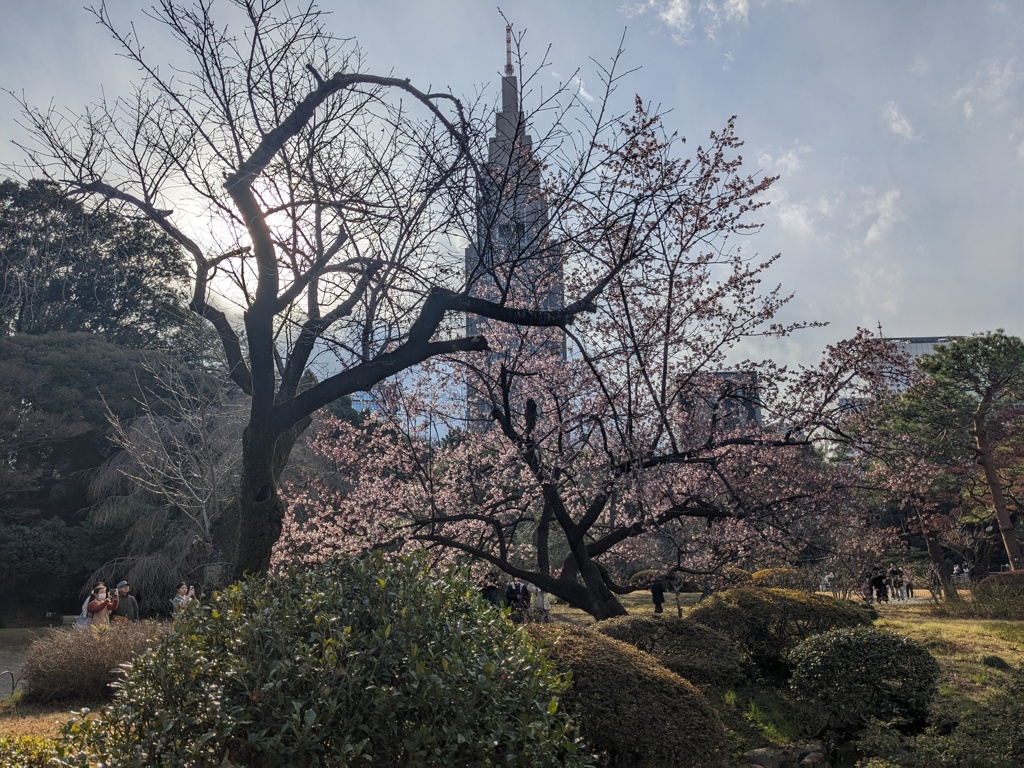 春先の新宿御苑
