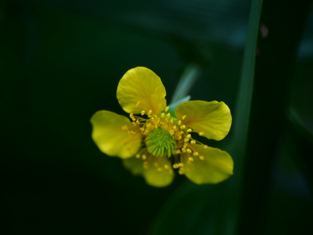 香恋な黄色の花
