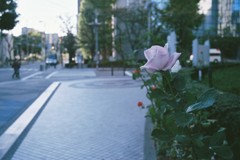 都会の近隣