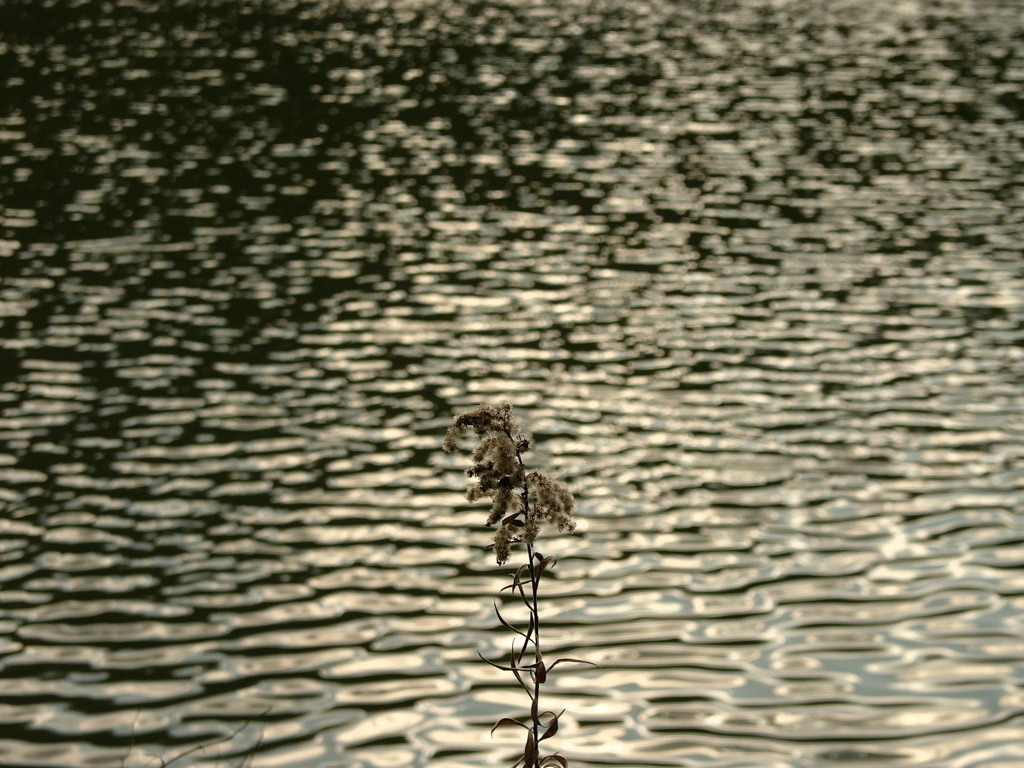 冬を知り春を想う