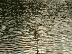 冬を知り春を想う