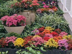 花壇の展示
