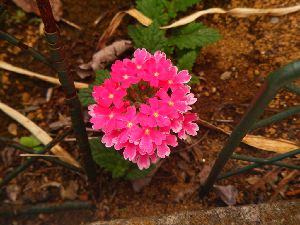 赤花
