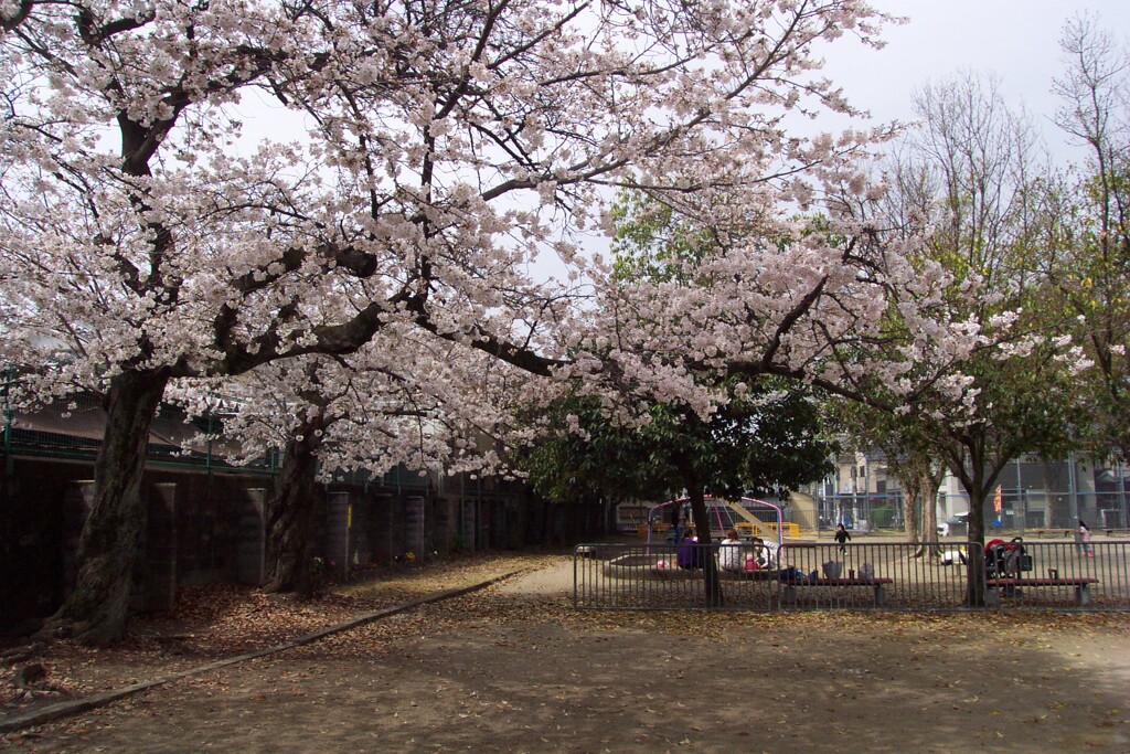 公園de桜