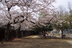 公園de桜