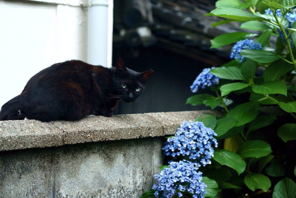 塀の上の猫