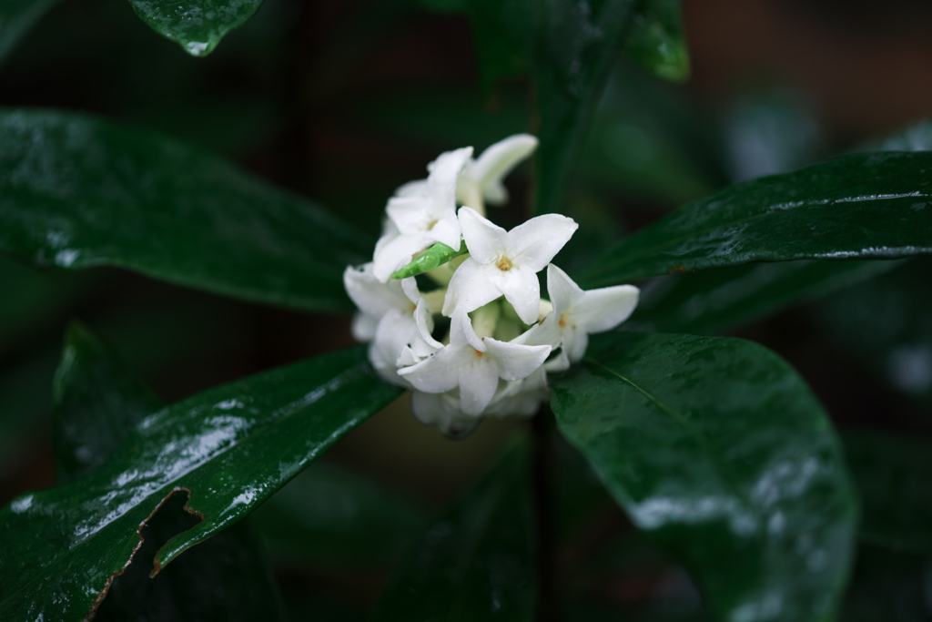 沈丁花