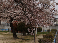 公園のサクラ