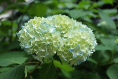雨香る紫陽花