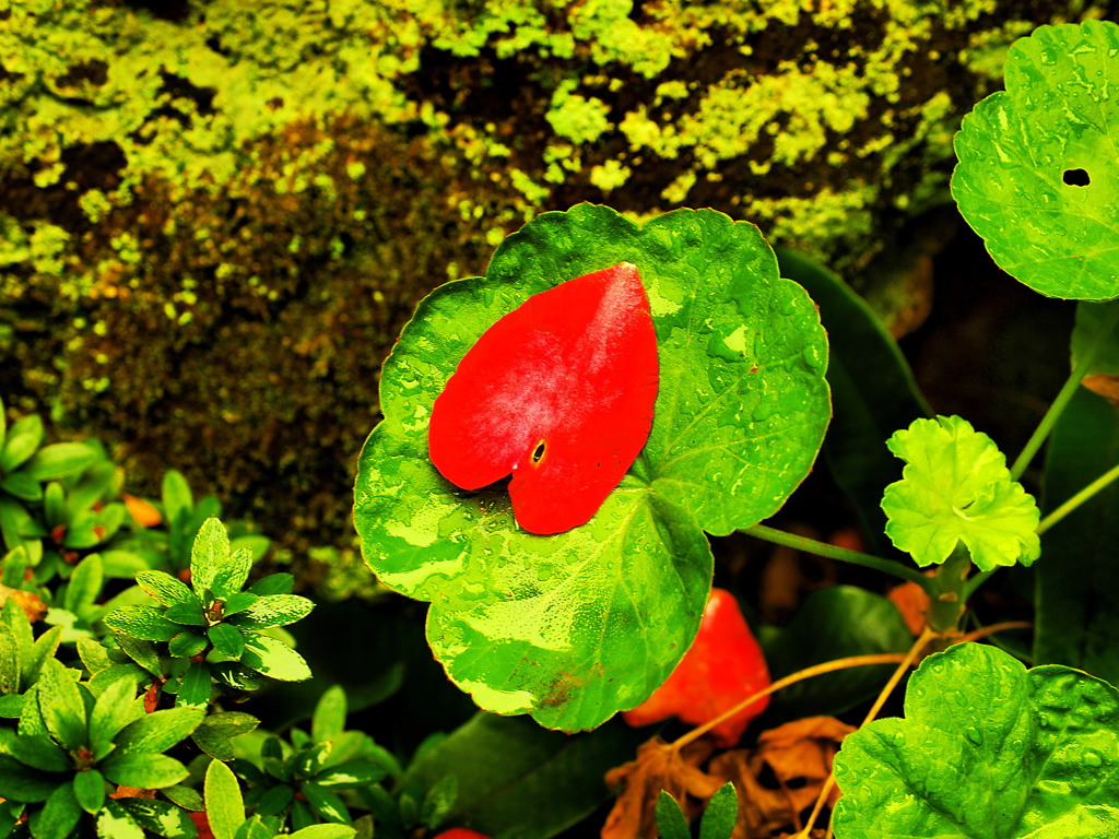 Valentine Leaf