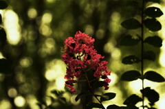 陰咲き百日紅