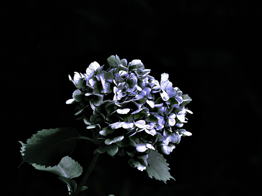 酸性雨林