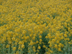 はるいろの田園