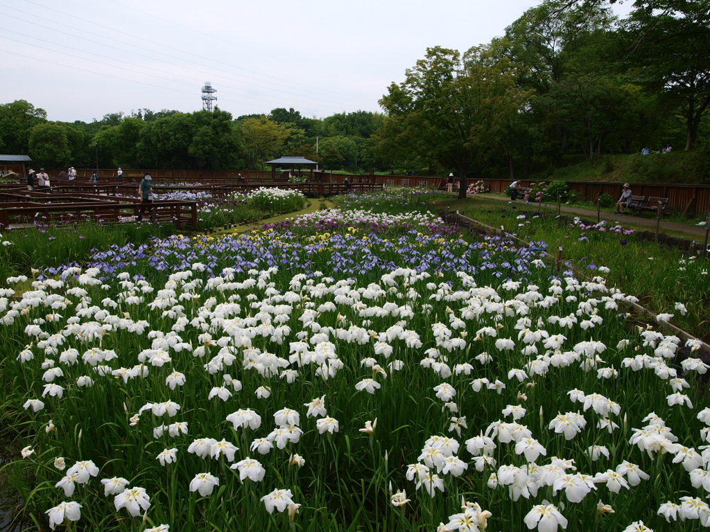 花菖蒲