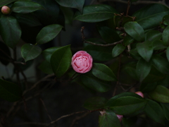 木蔭の一輪