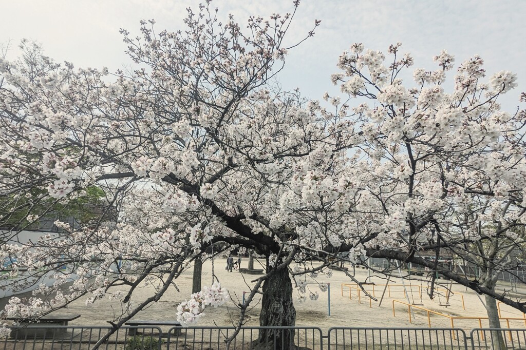 公園に桜