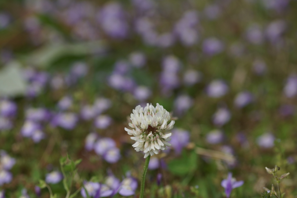 しろつめ草