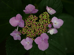 自然の彩色 自然の彩色