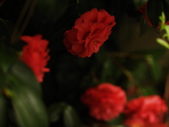 深緋