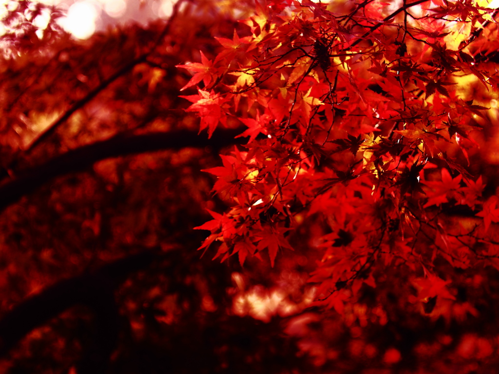 紅印象派