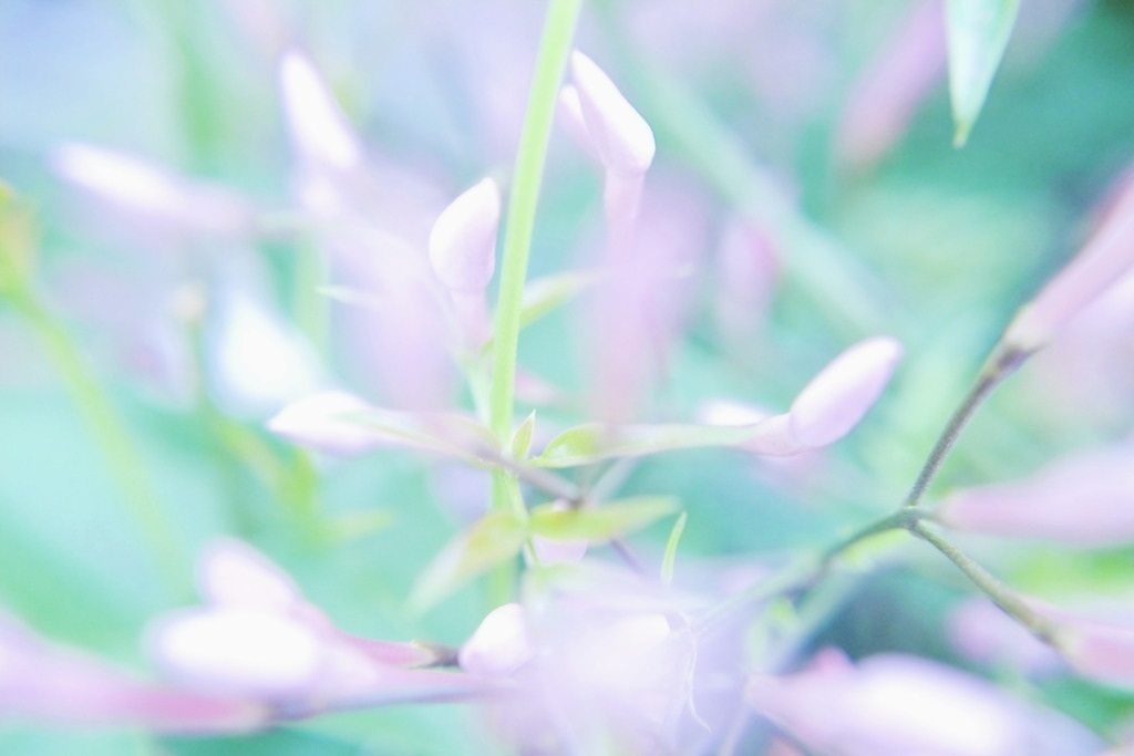 Pastel