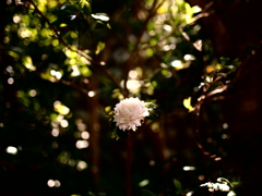 日影の花