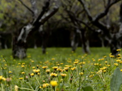 贅沢なタンポポ