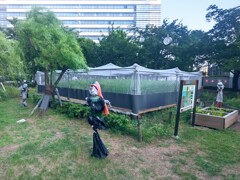 稲の保守