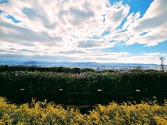 古道を照す光り