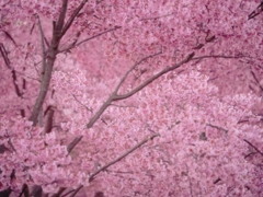 サクラさく