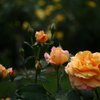 Rose Garden