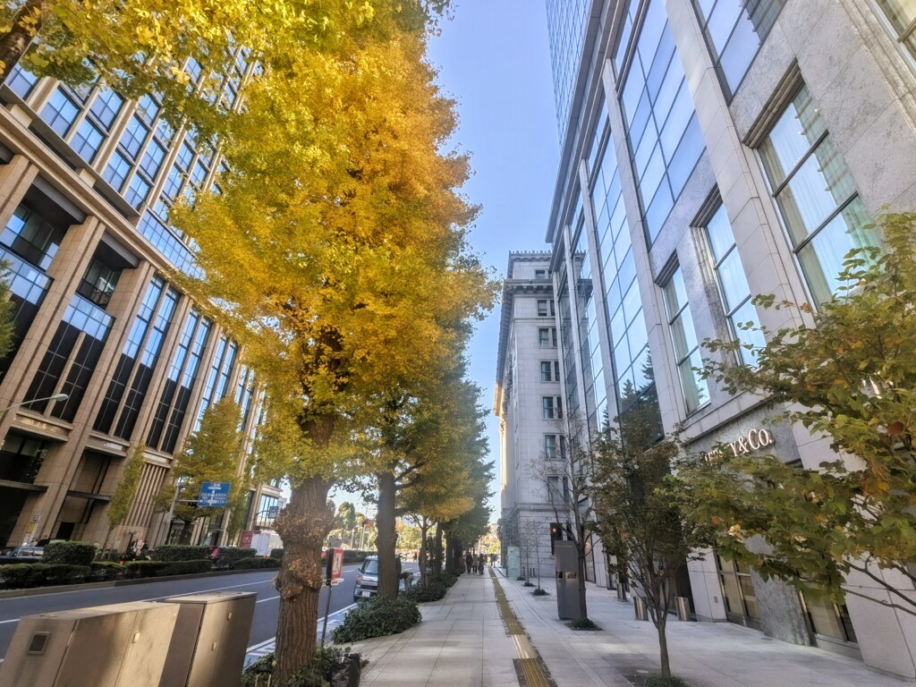 窓と紅葉