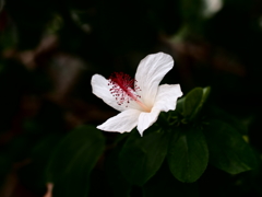 花弁の誘惑