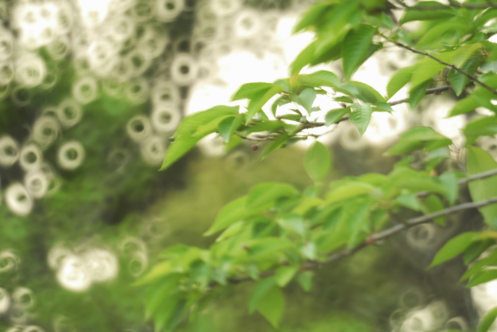 natural forest