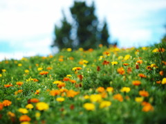 花畑