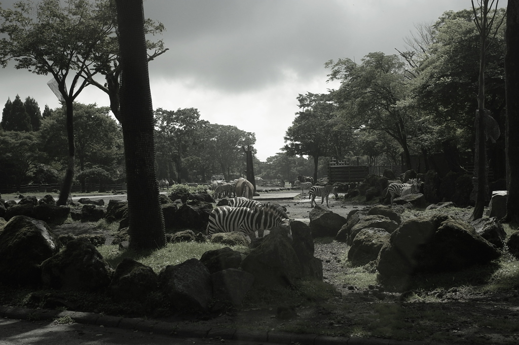 safari