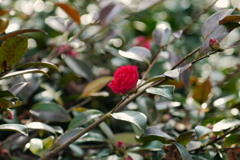 heartful red