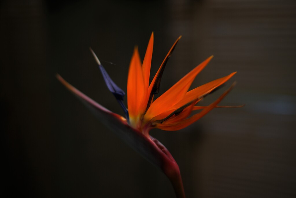 残暑に咲く花