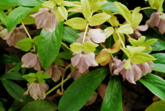 チョコレートクリスマス