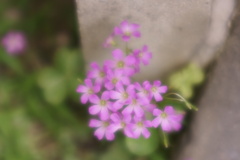淡紅に誘