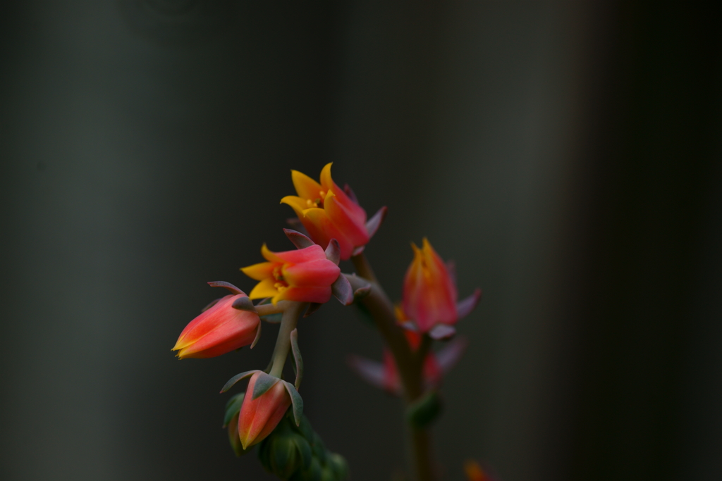 乾季の花