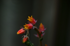 乾季の花