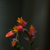 乾季の花