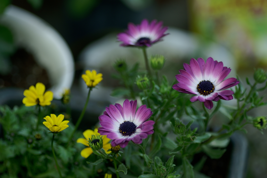 保養の花