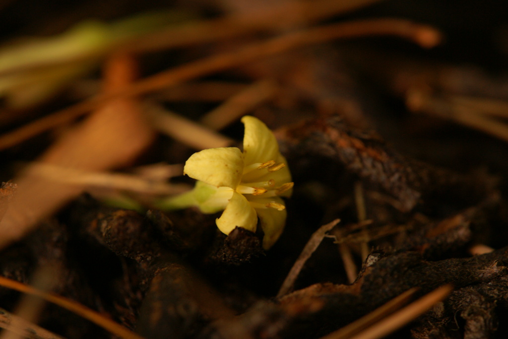 落ちて花びら
