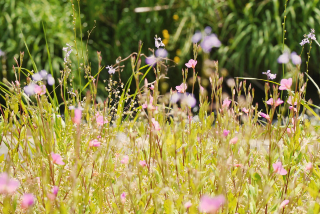 晴れた日の河原