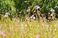 晴れた日の河原