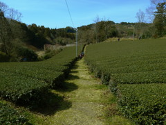 緑田